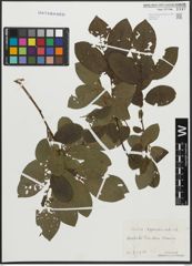 Foto von Salix appendiculata Vill.